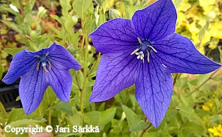 Platycodon grandiflora 'Fuji Blue', jalokello